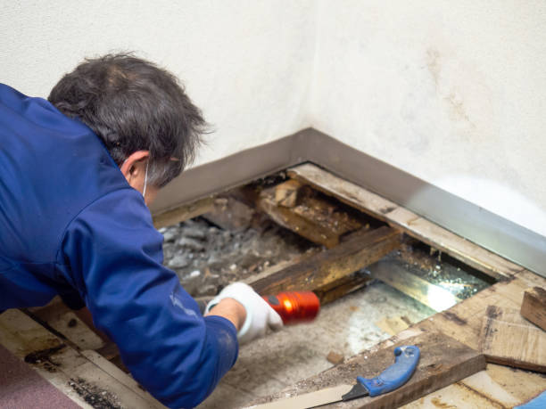 Reliable Minden, NV Mold Removal Solutions