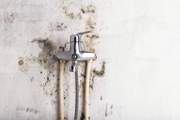 Best Office Mold Removal Services  in Minden, NV