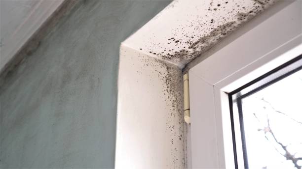 Best Commercial Mold Removal  in Minden, NV
