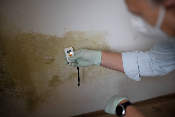 Best Emergency Mold Removal  in Minden, NV