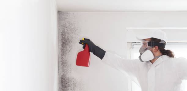 Best Professional Mold Removal  in Minden, NV