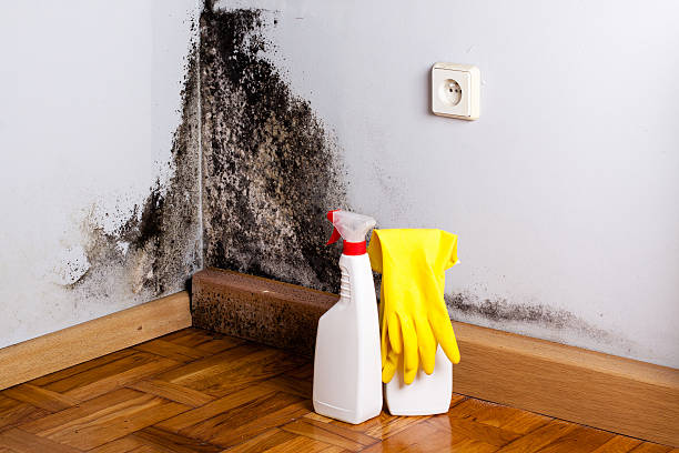 Attic Mold Removal in Minden, NV