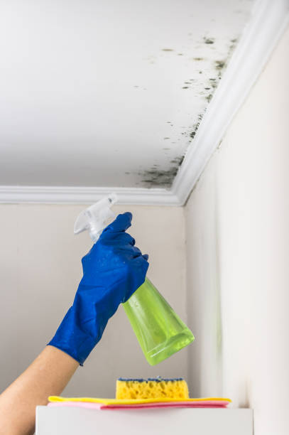 Best Toxic Mold Removal  in Minden, NV