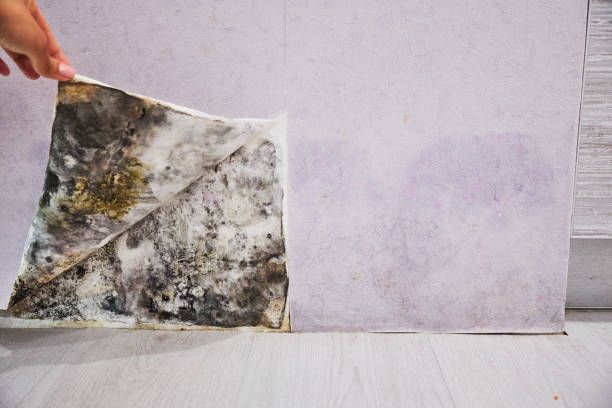 Best Crawl Space Mold Removal  in Minden, NV